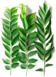 Fresh Curry Leaves