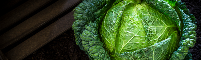 Cabbage ( Green )