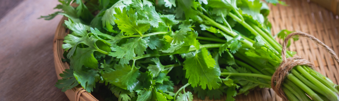 Curly Parsley